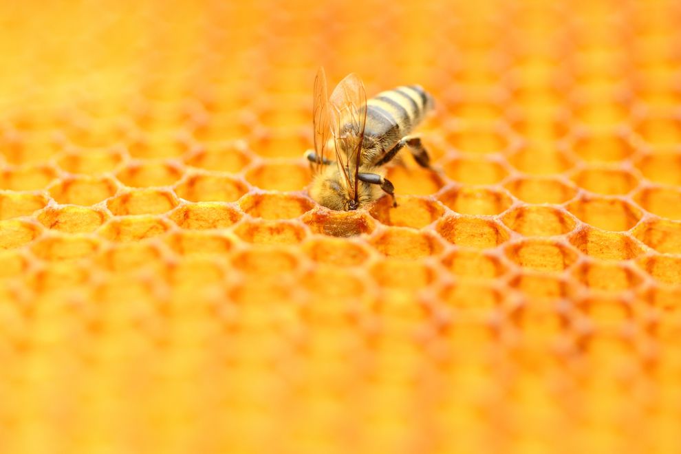 Honey Powder