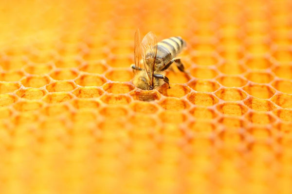 Honey Powder