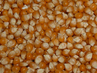 
              Popcorn Mushroom Bulk 3kg + Free 120g Cinema Salt Just like the Cinema Australian Grown
            