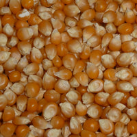 Popcorn Mushroom Bulk 3kg + Free 120g Cinema Salt Just like the Cinema Australian Grown