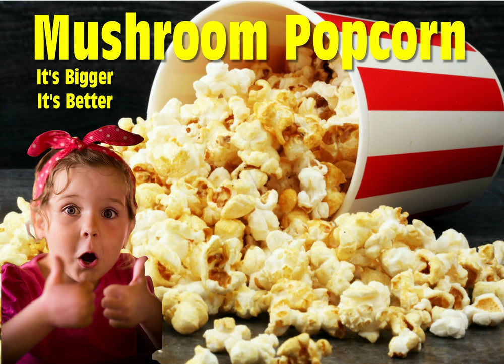 5kg Bulk Popcorn Free 120g Cinema Salt Just like the Cinema